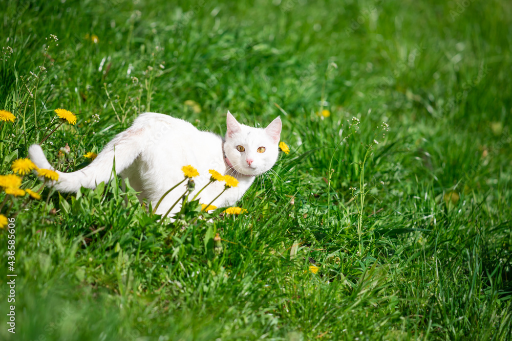 White fluffy cat walks in the spring.