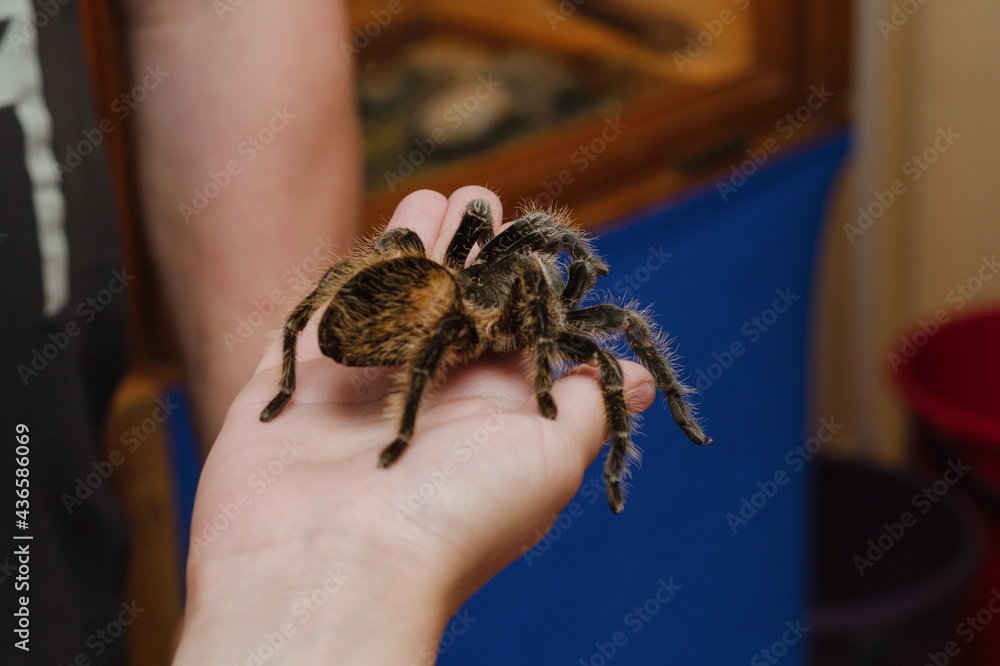 Obraz premium tarantula spider sitting on hand