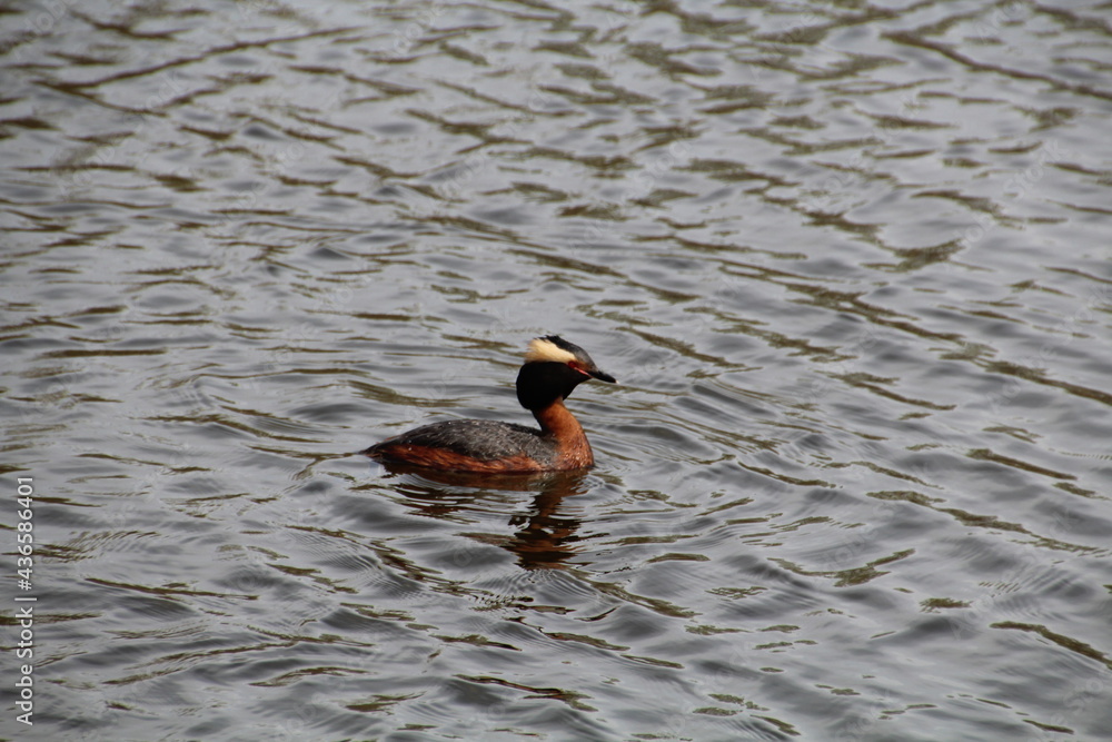 Grebe Looking Around, Pylypow Wetlands, Edmonton, Alberta Grebe Looking Around, Pylypow Wetlands, Edmonton, Alberta
