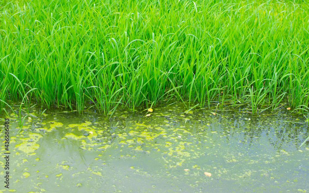 Fototapeta premium A growing group of green rice plants