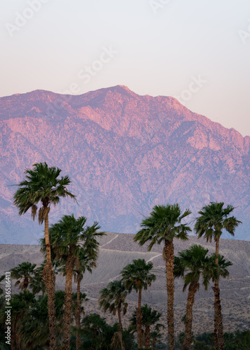 Palms and Mountain at Sunrise