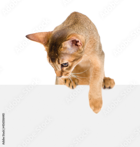 Young abyssinian young cat looks down above empty white banner. Isolated on white background