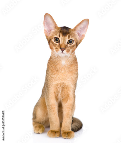 Canvas Print Portrait of a young abyssinian young cat