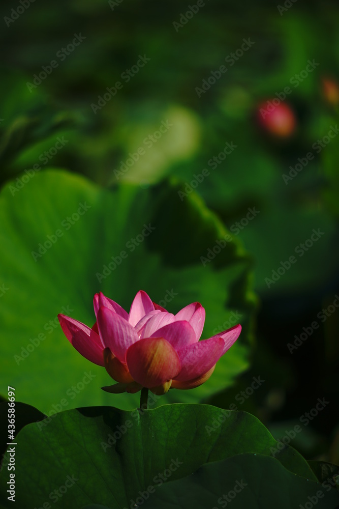 Obraz premium 蓮池 