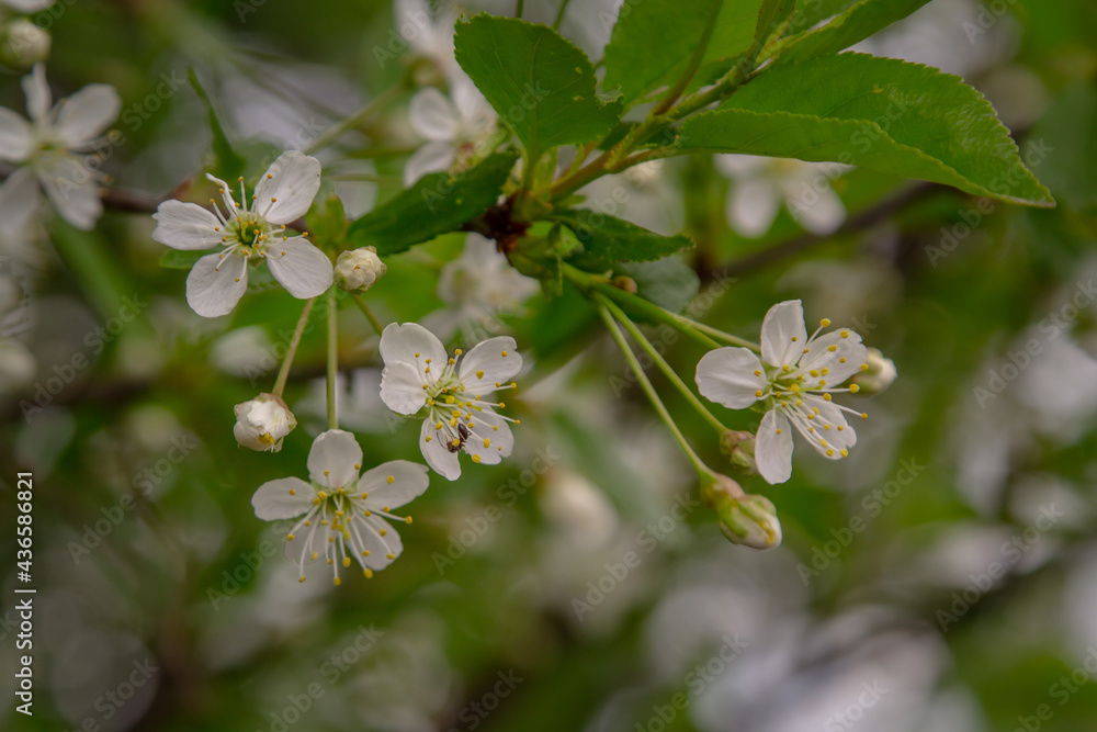 Fototapeta premium Flowers on apple tree in the garden