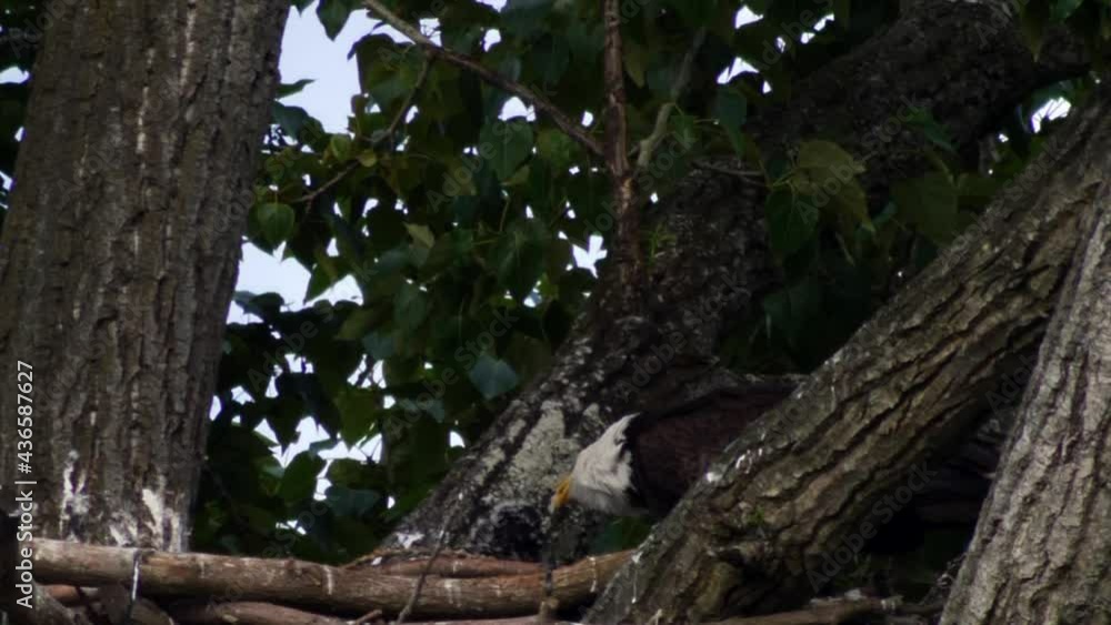 Bald Eagle Feeding Eaglets On Nest In Tropical Forest. - Close Up Shot Bald Eagle Feeding Eaglets On Nest In Tropical Forest. - Close Up Shot