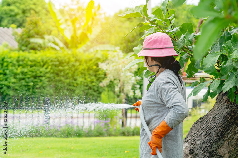 Back view of woman gardener wearing  hat in a garden watering hose splashing water on the lawn and tree leafs . Slow living, gardening hobby concept. Watering plants daily housekeeping routine.