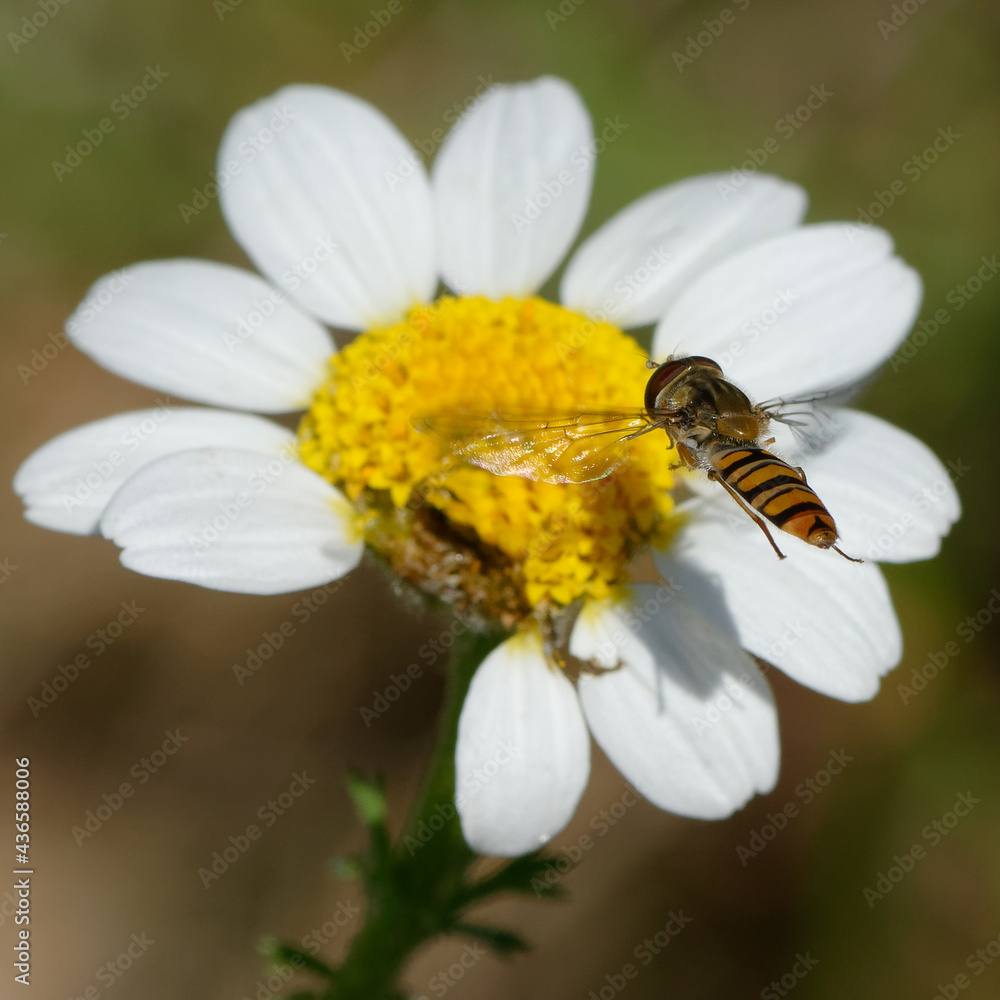 Marmalade hoverfly (Episyrphus balteatus) flying Marmalade hoverfly (Episyrphus balteatus) flying