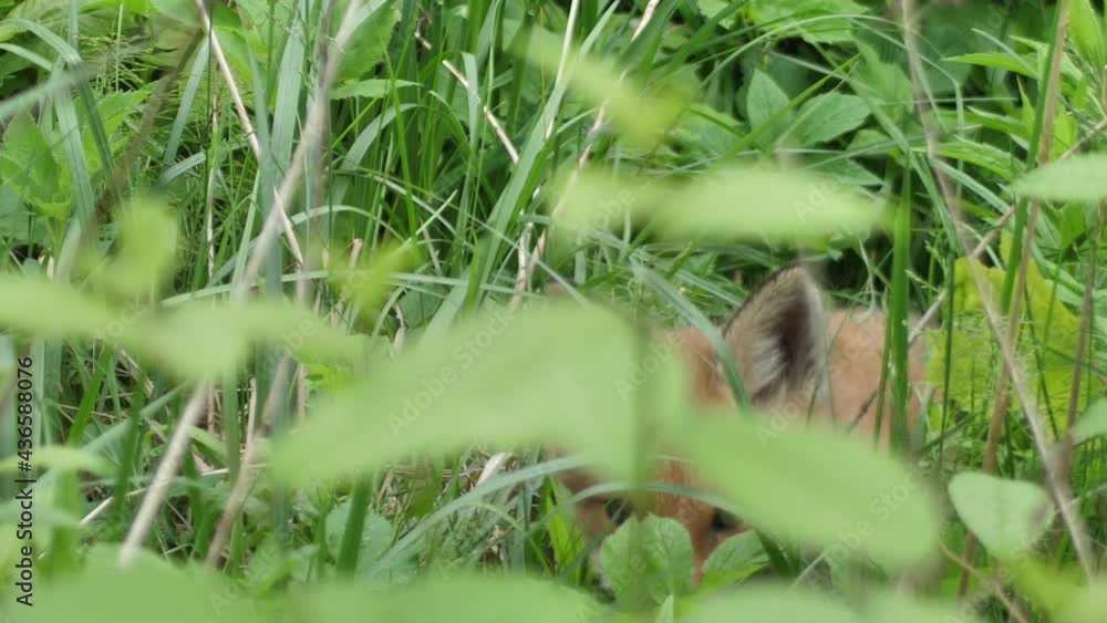 Young red fox in the wild. The cub sits next to its den. Cute red fox cub stands in the grass and looks at the camera. Red fox close up. Slow motion european fox. Young red fox in the wild. The cub sits next to its den. Cute red fox cub stands in the grass and looks at the camera. Red fox close up. Slow motion european fox.