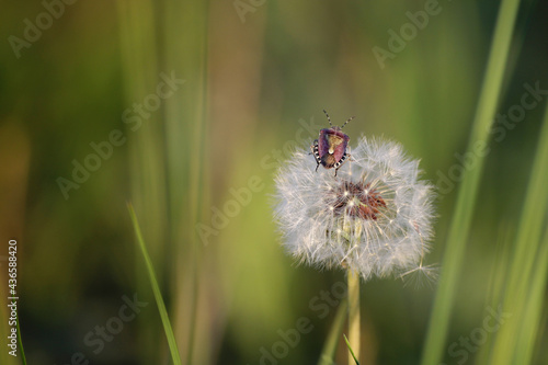 bug on a dandelion