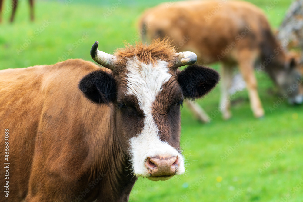 Cows graze in a high mountain green meadow Cows graze in a high mountain green meadow