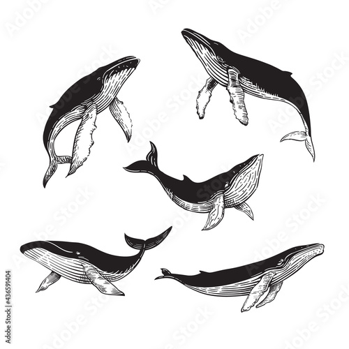The lineart whale collection, hand draw whale. Logo whale, whale logo
