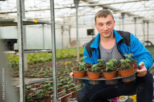 Experienced worker checking tomato seedlings while gardening in glasshouse