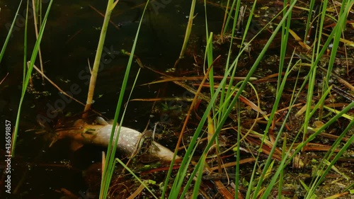 dead fish on the shore of the lake. consequences of water pollution and ecological disasters.