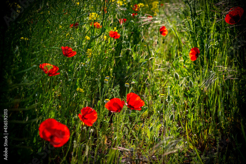paisaje de primavera con el campo y flores en la Esapña central en primavera