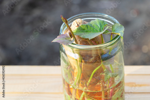 Sweet potato - growing in water at home concept. Like a decorative plant. Copy space and wooden background