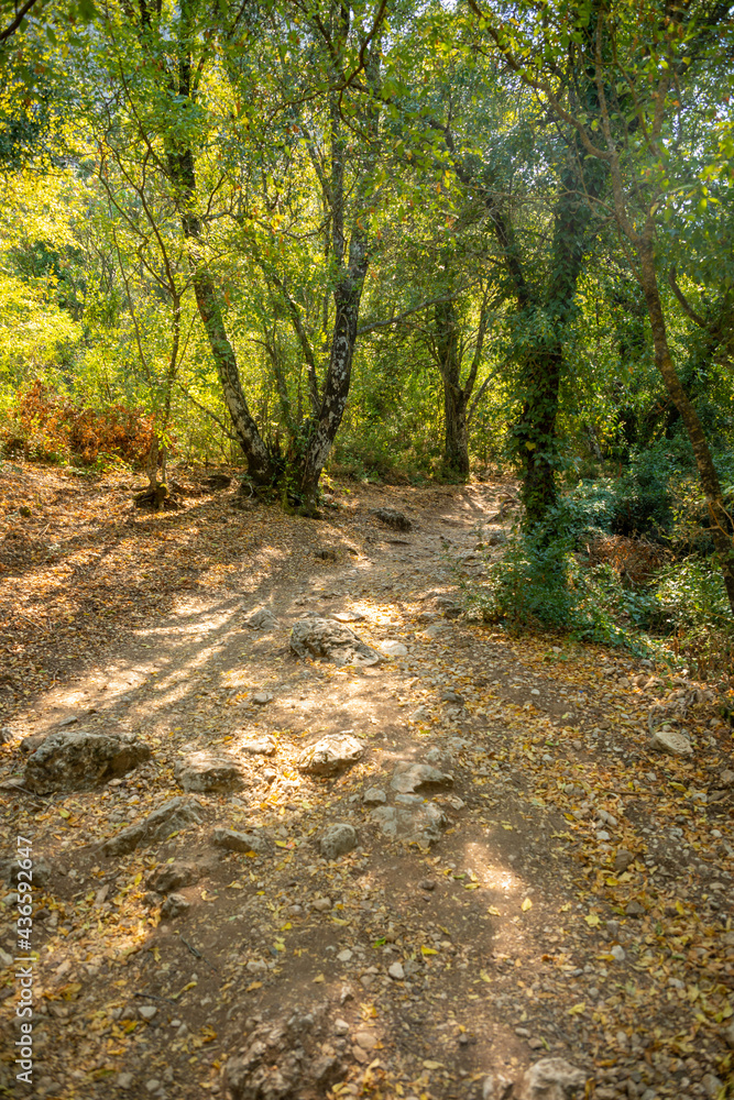 Footpath among trees and ruins of the ancient city of Termessos without tourists near Antalya, Turkey Footpath among trees and ruins of the ancient city of Termessos without tourists near Antalya, Turkey