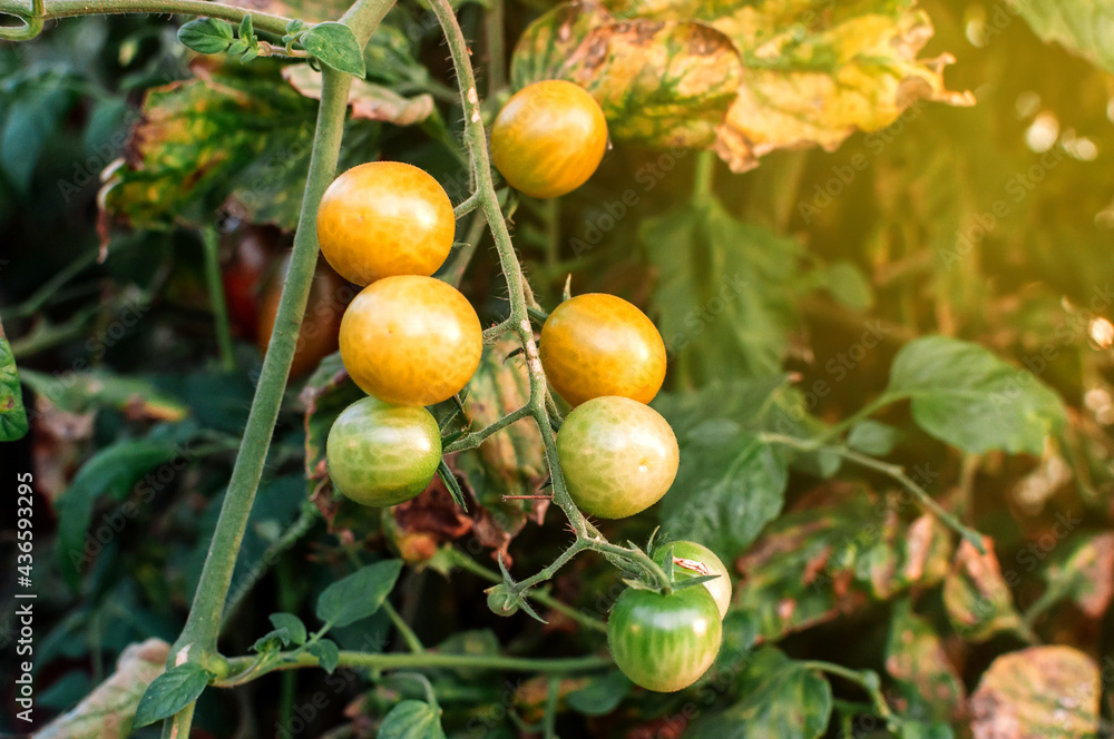 Obraz premium Many yellow cherry tomatoes in a greenhouse in the sun. Mini tomatoes. Bunches of tasty and juicy tomatoes in the garden. Photo of growing healthy organic tomatoes in your garden.
