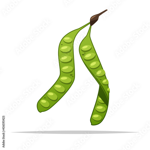 Stink beans parkia vector isolated illustration