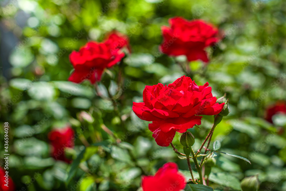 Red roses bush blooming in the garden. summer background. selective focus. gardening and landscaping. colorful flowers Red roses bush blooming in the garden. summer background. selective focus. gardening and landscaping. colorful flowers