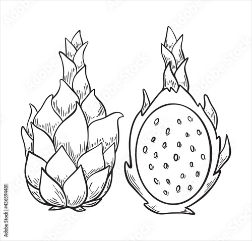 Dragon fruit exotic tropic fruit  hand drawn sketch style isolated on white background. Hand drawn tropical food illustration. Vector illustration.