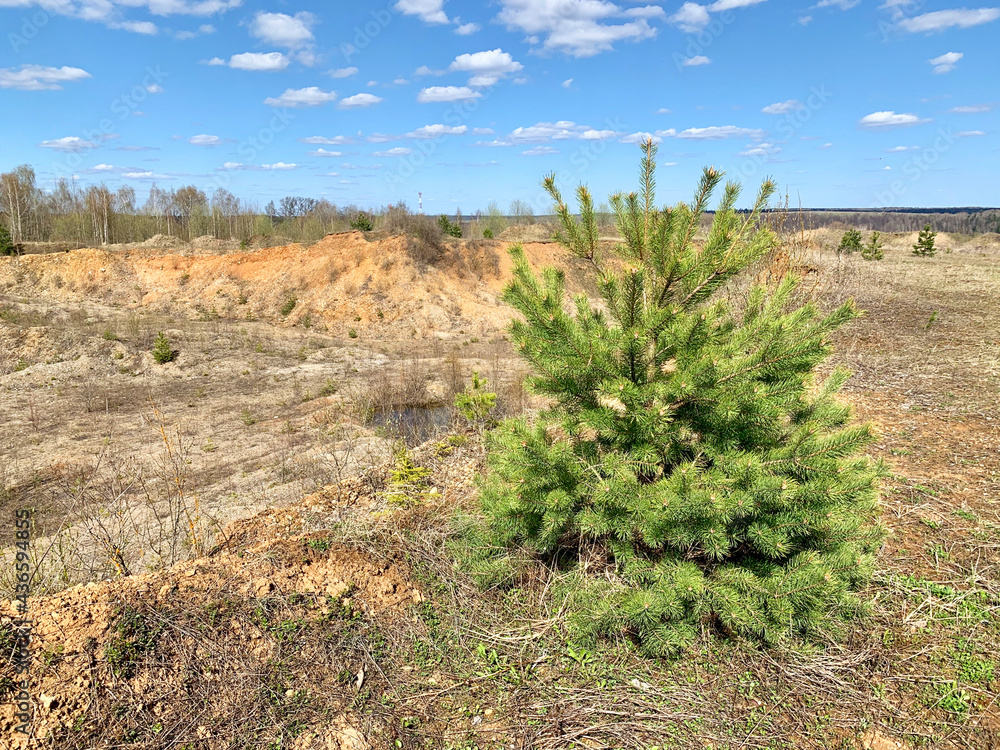A small fluffy Christmas tree on the edge of a quarry in the Naro Fominsky district of the Moscow region