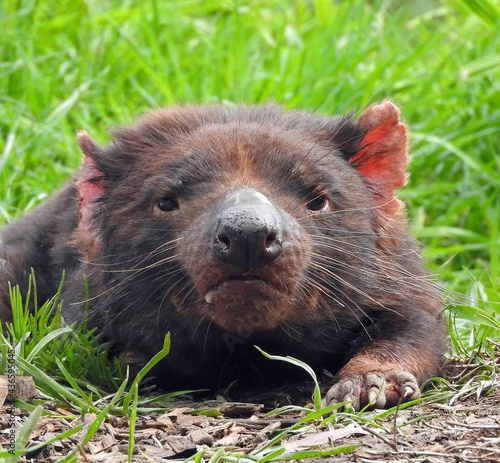  close up of tasmanian devil resting in the grass in the tasmanian devil unzoo, in taranna, on the tasman peninsula, tasmania,  australia    