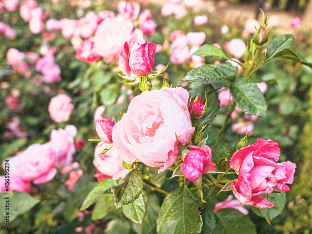 Obraz premium Rose flower on background blurry pink roses flower in the garden of roses. Nature.