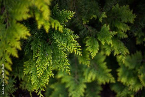 Close-up of beautiful green thuja leaves. Bright green branches in the foreground and blurred in the background. Beautiful natural background for the screensaver. Green hedge. photo