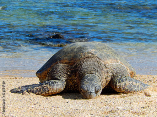  Sleeping green sea Turtle in the sand next to the water on Poipu beach, Kauai, hawaii 