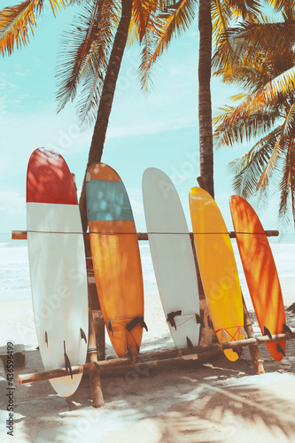 Photography Surfboard and palm tree on beach background.