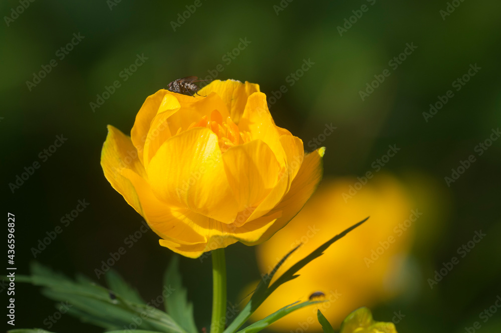 Chinese globeflower (Trollius chinensis) close up Chinese globeflower (Trollius chinensis) close up