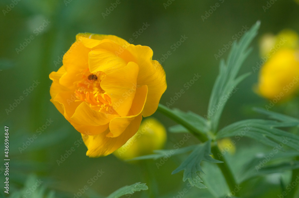 Chinese globeflower (Trollius chinensis) close up Chinese globeflower (Trollius chinensis) close up