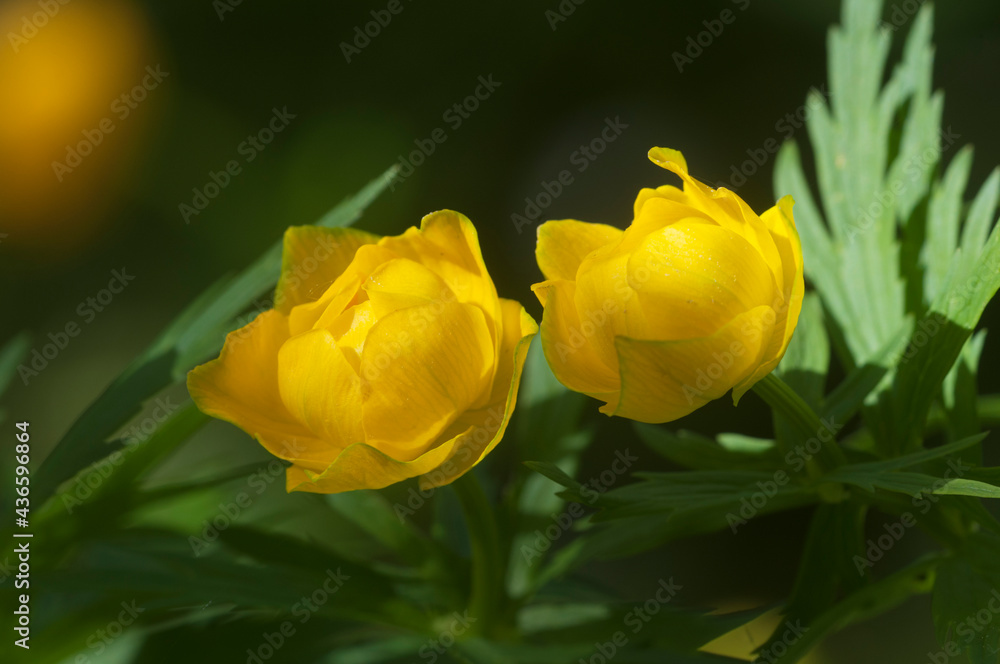 Chinese globeflower (Trollius chinensis) close up Chinese globeflower (Trollius chinensis) close up