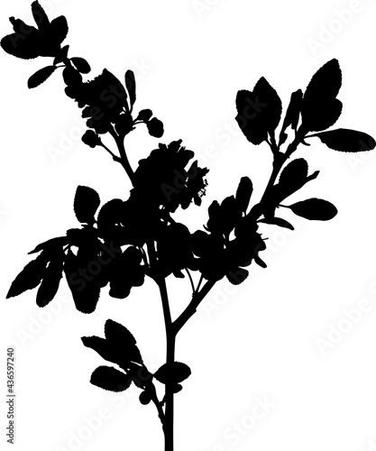 plum tree branch isolated black  silhouette