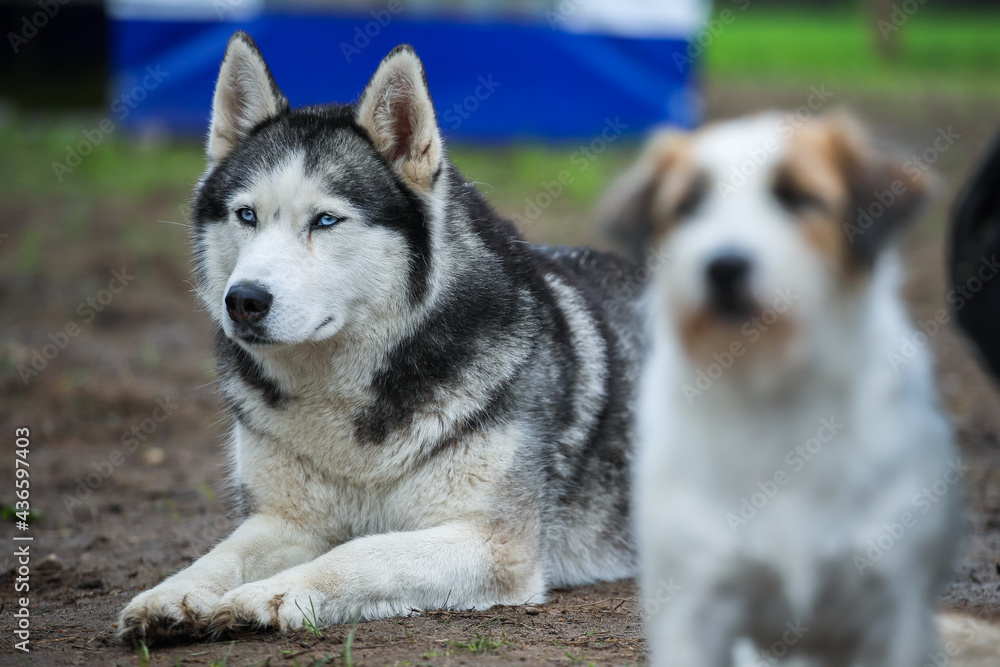 Husky with different eye colors near other dogs. Friendship forever. Husky with different eye colors near other dogs. Friendship forever.