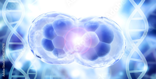 Tablou pe pânză Cell Division. Stages of Mitosis. Cellular Therapy. 3d render
