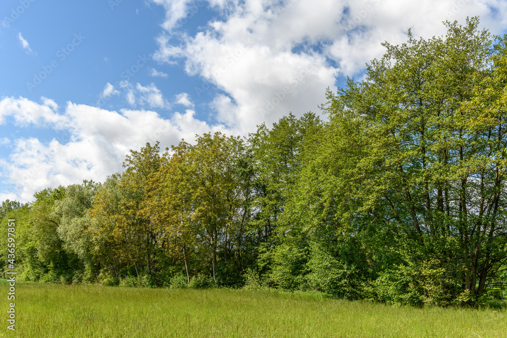 Obraz premium Trees along a river in spring.