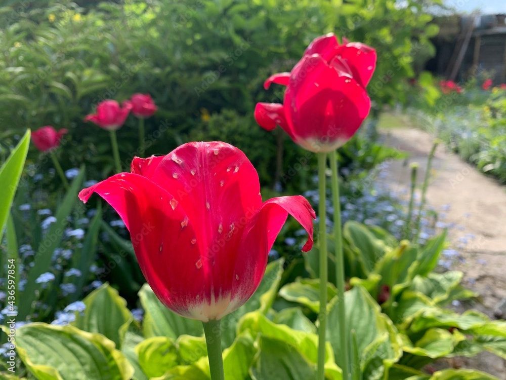 Red tulips grow on a flower bed in a vegetable garden.