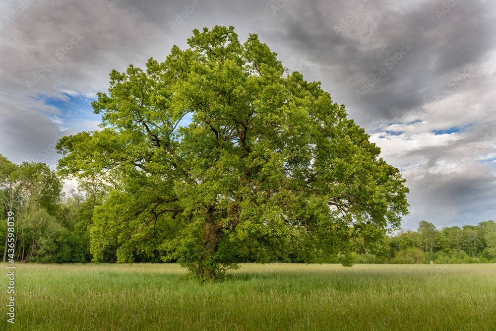 Obraz premium Large oak tree in a clearing in spring.