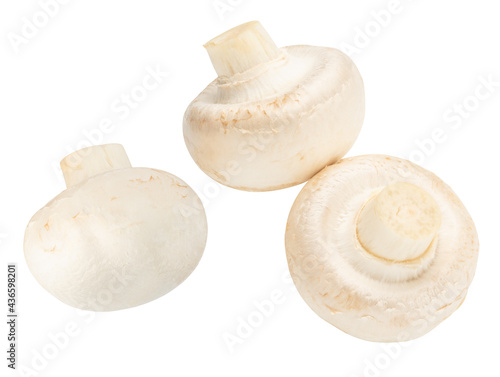 pair of small champignons isolated on white.The entire image is sharpness.
