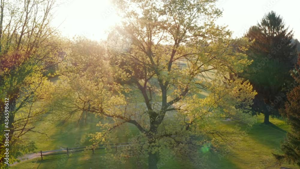Tree lined golf course fairway. Rising aerial reveals sunrise with beautiful landscape. Tree lined golf course fairway. Rising aerial reveals sunrise with beautiful landscape.