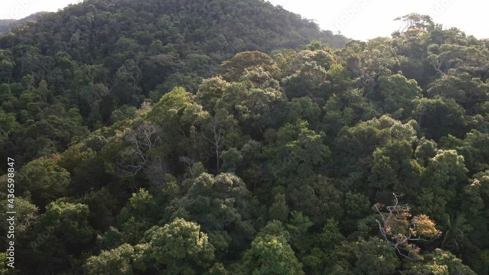 Aerial ascending shot of tropical lush dense forest Aerial ascending shot of tropical lush dense forest