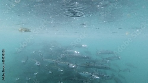 Mackerel shoal swimming by in slow motion photo