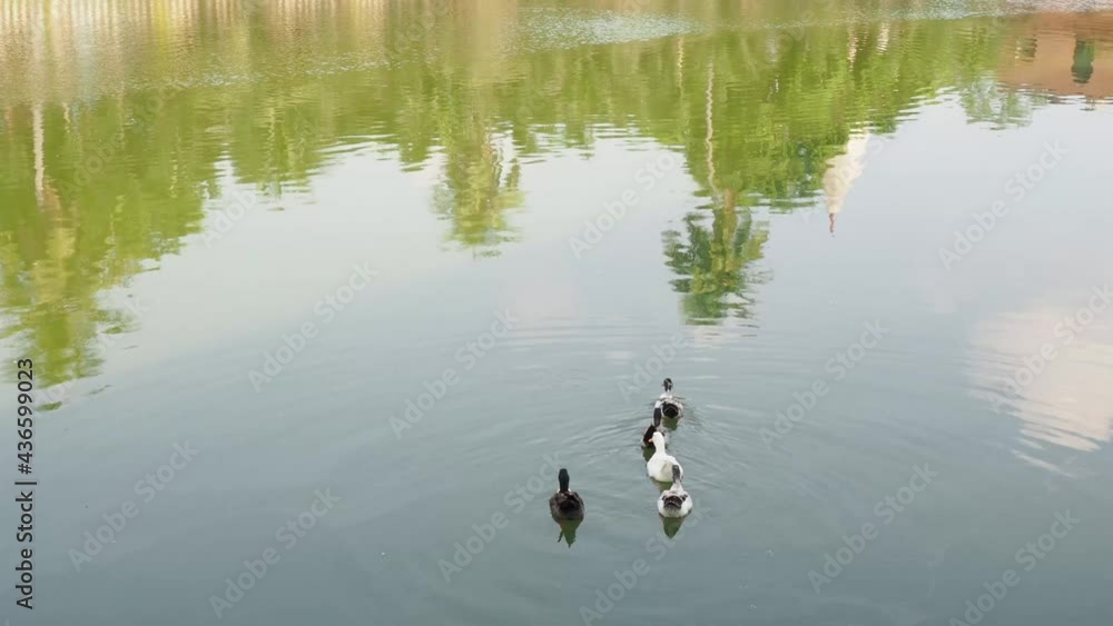 Male and female mallard duck swimming on a pond with green water while looking for food Male and female mallard duck swimming on a pond with green water while looking for food