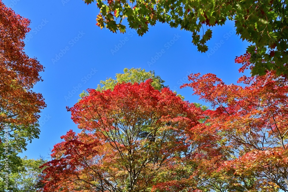 支笏湖で見た光を浴びて輝くカラフルなカエデの紅葉＠北海道