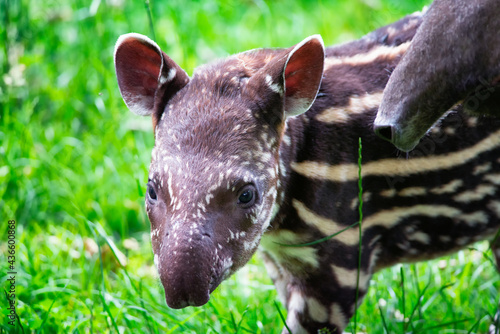 Baby of the endangered South American tapir photo
