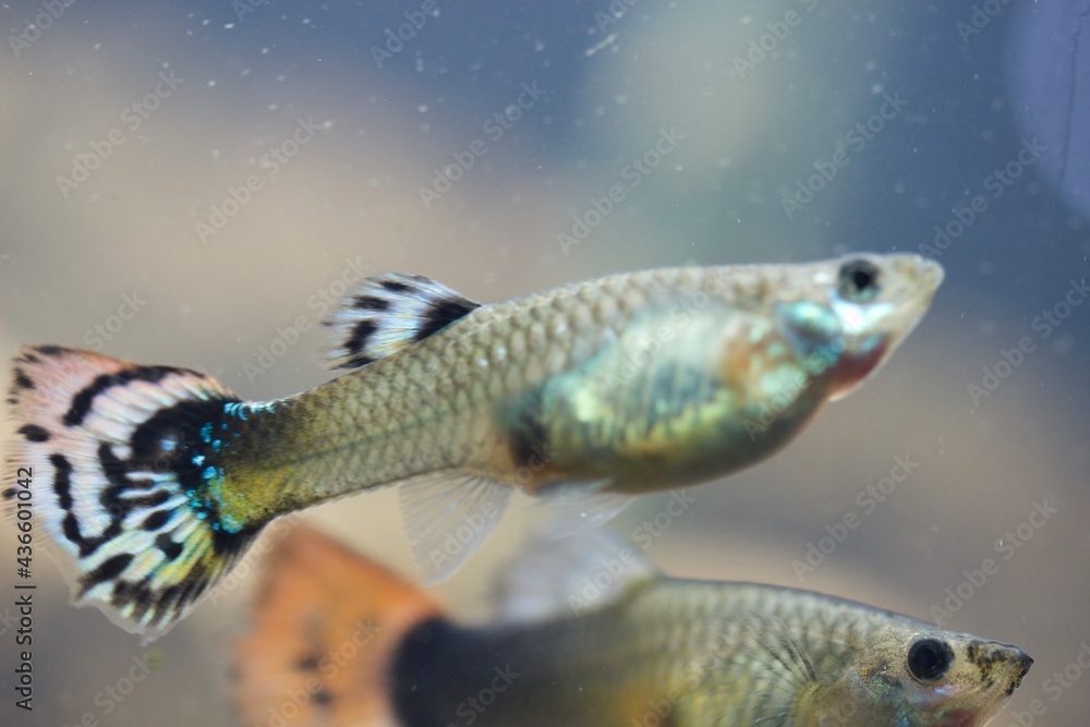 Fototapeta premium pregnant female guppy