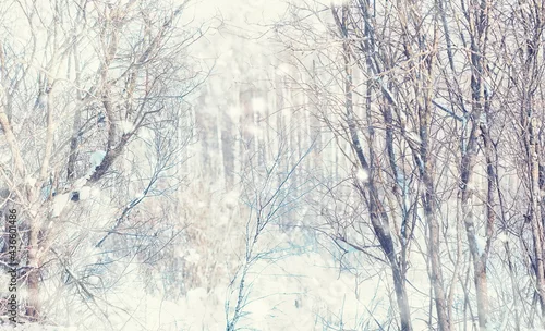Obraz Winter forest landscape. Tall trees under snow cover. January frosty day in the park.