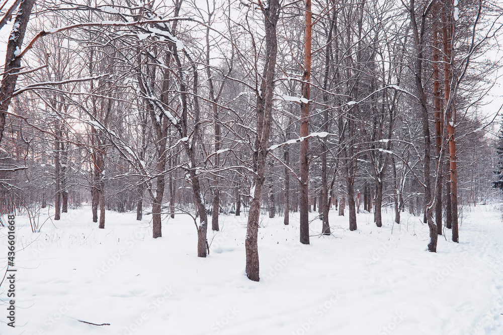 Winter forest landscape. Tall trees under snow cover. January frosty day in the park. Winter forest landscape. Tall trees under snow cover. January frosty day in the park.